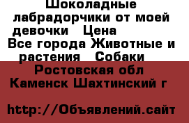 Шоколадные лабрадорчики от моей девочки › Цена ­ 25 000 - Все города Животные и растения » Собаки   . Ростовская обл.,Каменск-Шахтинский г.